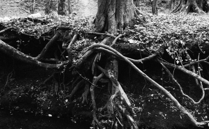 one year of the river-skin