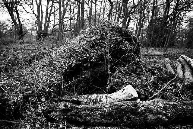 the rite of the yielding timber