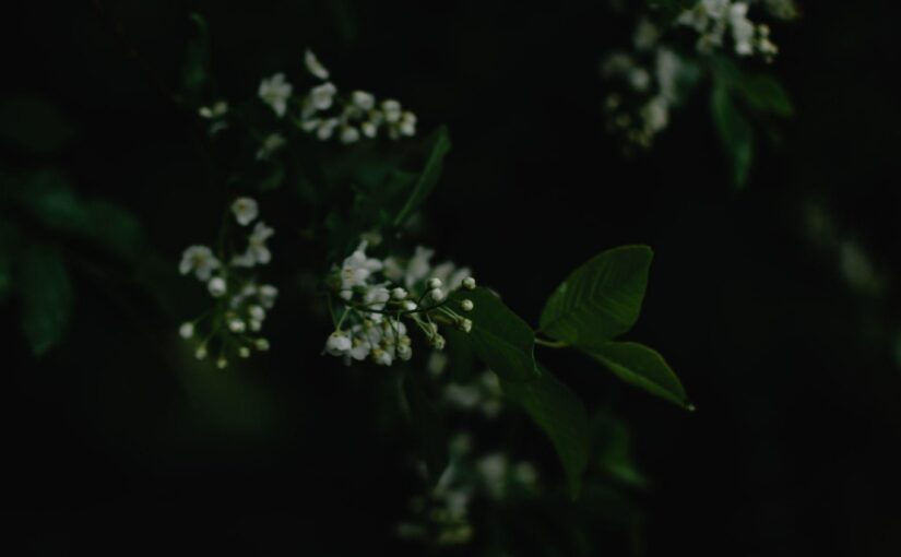 what the trees say on beltane