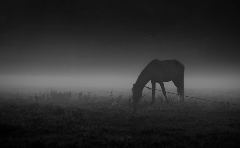 beast of burden