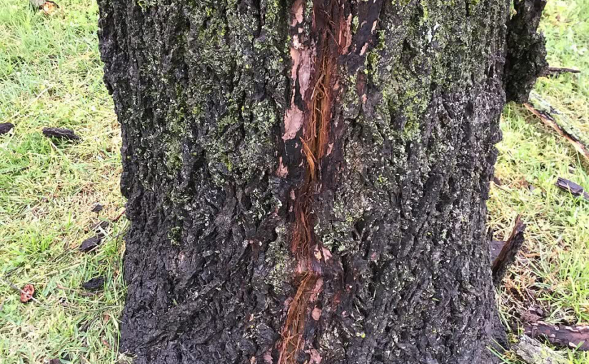 the grain of the cedar