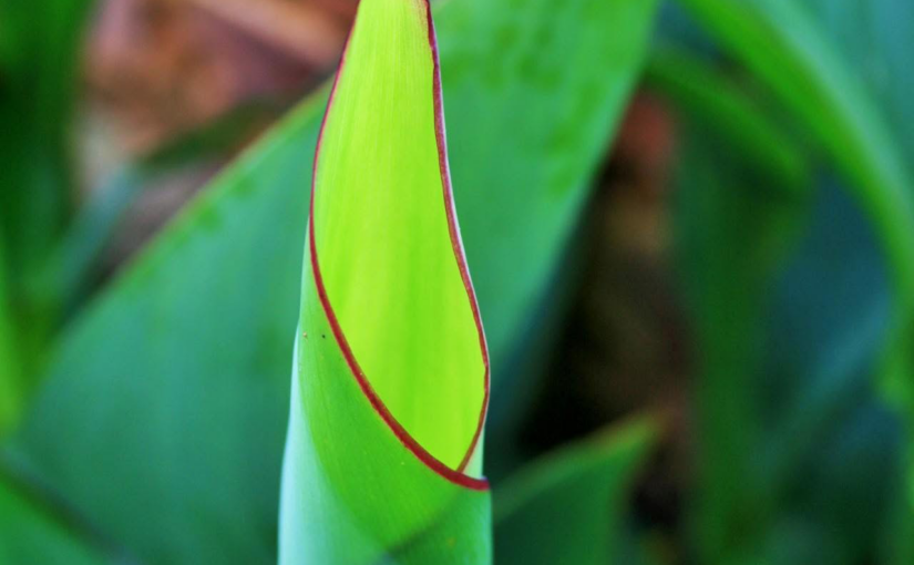the seam between the drum and the leaf